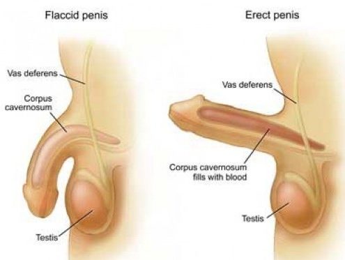 Cương đau dương vật kéo dài - Hình ảnh minh họa